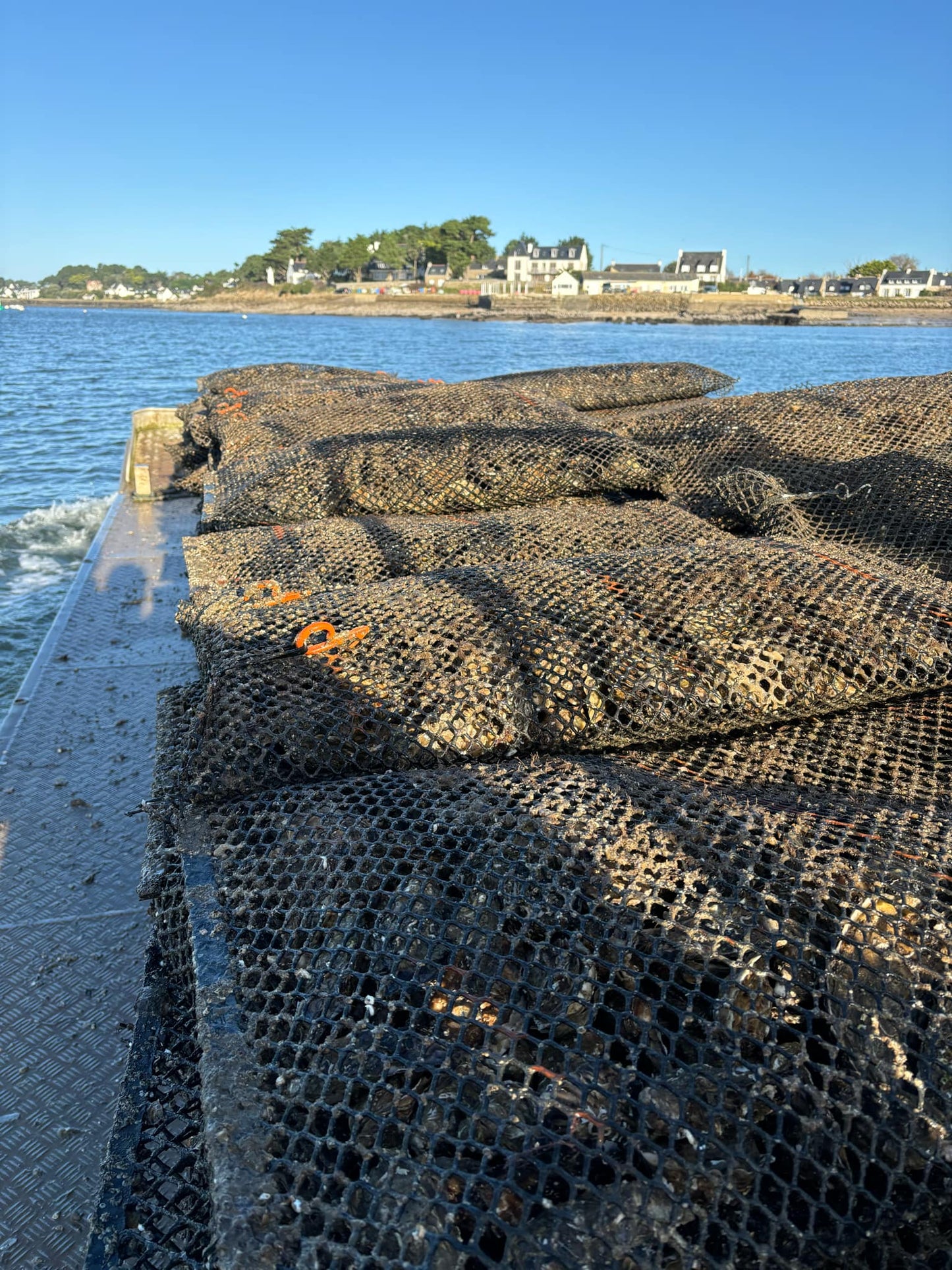 Bourriche de 50 Huitres N°3 élevées dans le Morbihan - Livré à domicile