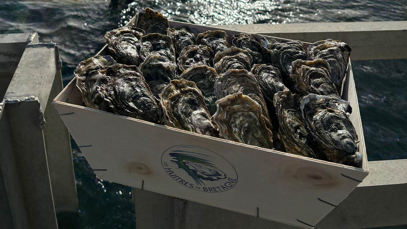 Bourriche de 50 Huitres N°3 élevées dans le Morbihan - Livré à domicile